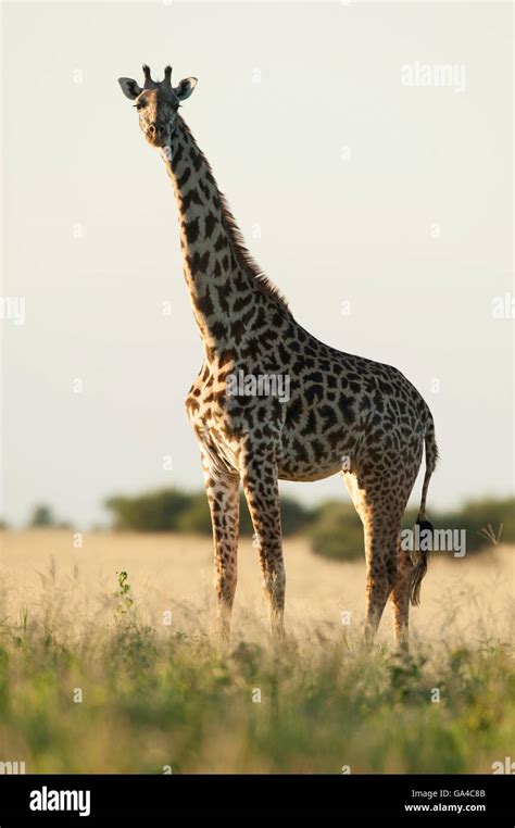 Maasai Giraffe Giraffa Camelopardalis Tippelskirchi Tarangire