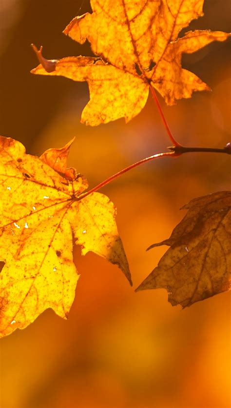 Hojas de otoño en arbol Fondo de pantalla 4k HD ID 9044