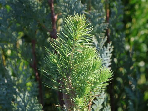 Pinie Pinus Pinea Baumschule Horstmann