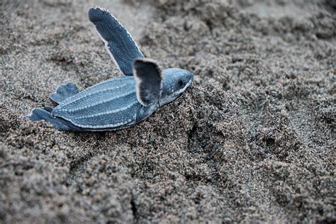 A Blue Sea Turtle · Free Stock Photo