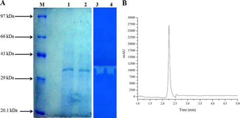 A Determination Of Homogeneity Molecular Mass And Fibrinolytic