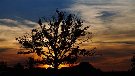 Lonely tree at sunset by Gimper43 on DeviantArt