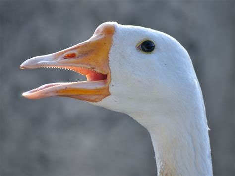 Do Birds Have Teeth? (All You Need To Know) | Birdfact