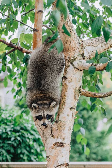 "Raccoon Climbing Down A Tree While Looking At Camera" by Stocksy ...