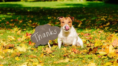 Veterinarian Reviews In Millville Nj Animal Hospital