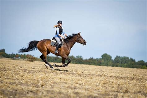 Ride Efterskole Nyd Et år Med Heste På Efterskole