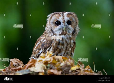 Strix Aluco Hi Res Stock Photography And Images Alamy