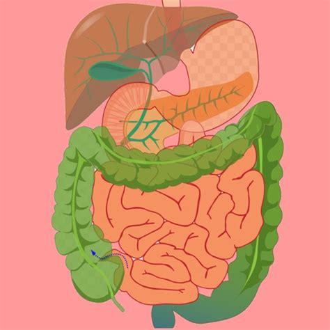 Digestive System Flashcards By Hasan Cakir