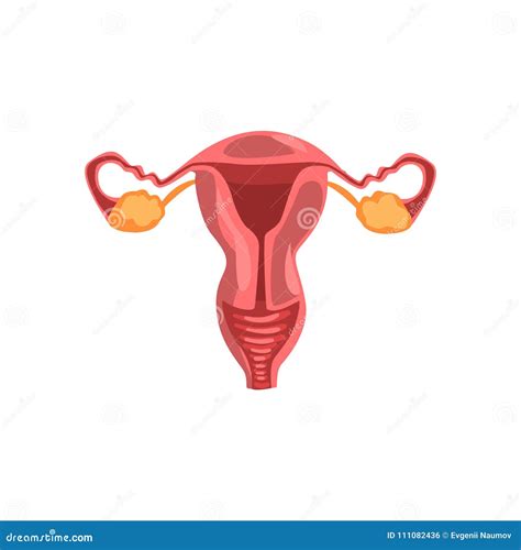 Female Reproductive System Human Internal Organ Anatomy Vector