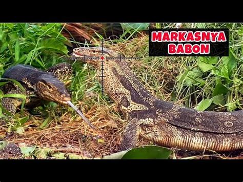 BERBURU BIAWAK DIBELAKANG KANDANG TERNAK Empangnya Dihuni Biawak