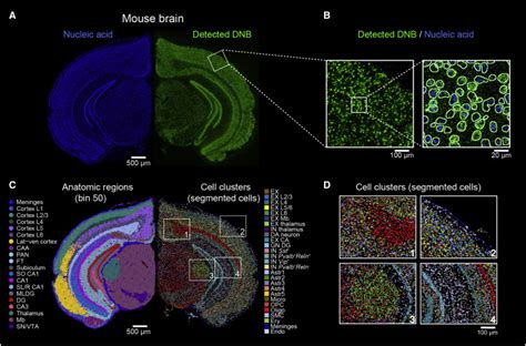 Spatiotemporal Transcriptomic Atlas Of Mouse Organogenesis Using Dna