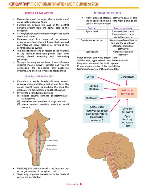 Solution Neuroanatomy Reticular Formation And Limbic System Studypool