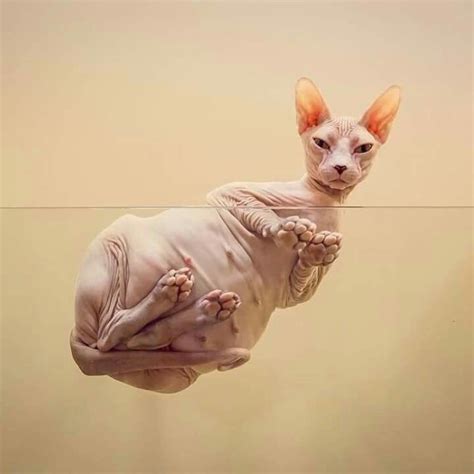 Pin By Nicole Larue On Just Freaking Cute Sphynx Cat Sphynx