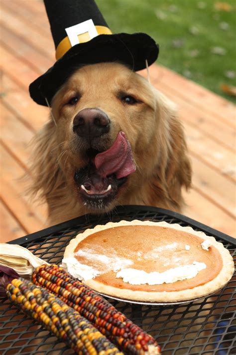 30 Best The Thankful Dog Canine Thanksgiving Images On Pinterest