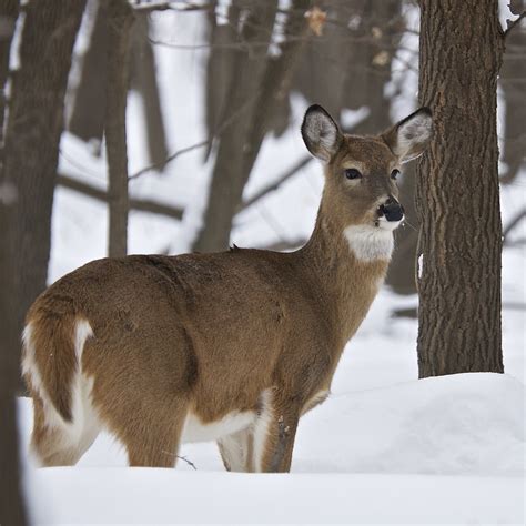 Female White Tailed Deer In Winter A White Tailed Doe Odo Flickr