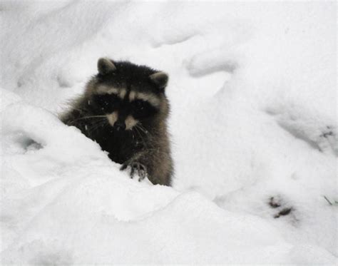 Raccoon Digs Snow Photograph By Kym Backland Fine Art America