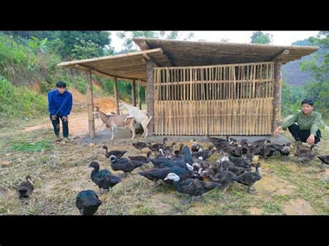 Feed The Chickens And Ducks Make A Solid Foundation For The Barn