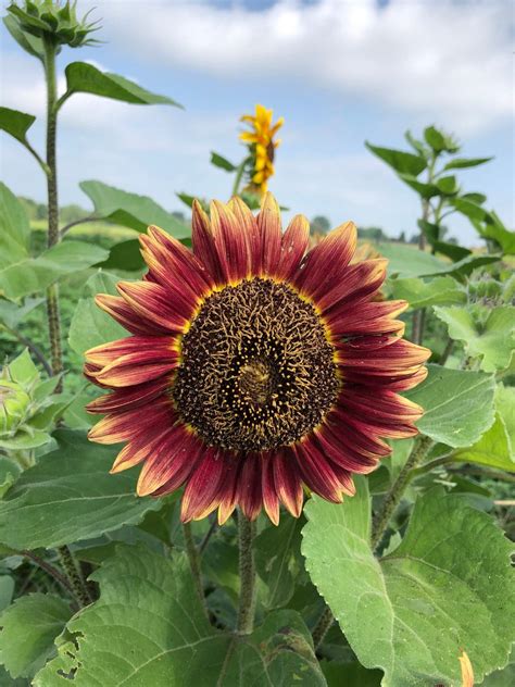 Floristan Sunflower Not Treated Seedway