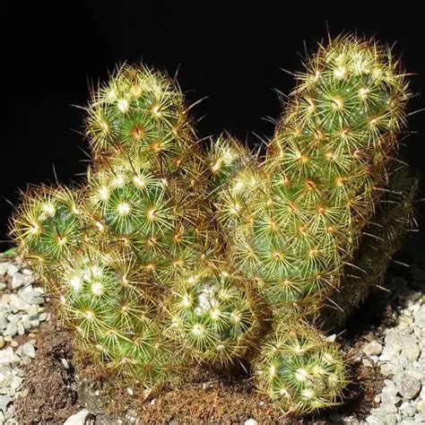 Mammillaria Entretien Culture Infos Cactus Encyclo