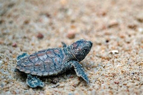 Over 100 endangered turtles hatch in Singapore