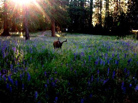 Wildlife In Yosemite National Park | Yosemite national park, Yosemite ...