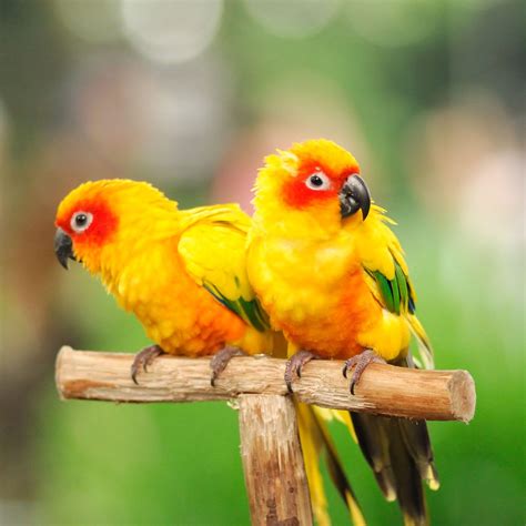 Cute Parrot Wallpapers - Top Free Cute Parrot Backgrounds - WallpaperAccess