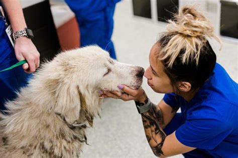 Aspca Vs Spca Whats The Difference Houston Spca
