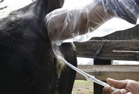 Algunas Recomendaciones Para El Manejo De Una Vaca Reci N Servida