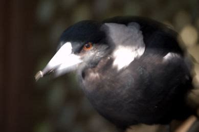 Operation Magpie nesting at ABC891 - RadioInfo Australia