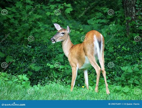 White Tailed Deer Looking Back Stock Image Image Of White Coat 39075491