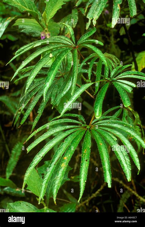 Begonia Luxurians Begoniaceae A Species With Compound Leaves In The