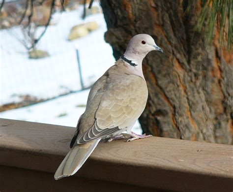 Eurasian Collared-Doves conquering America - FeederWatch 
