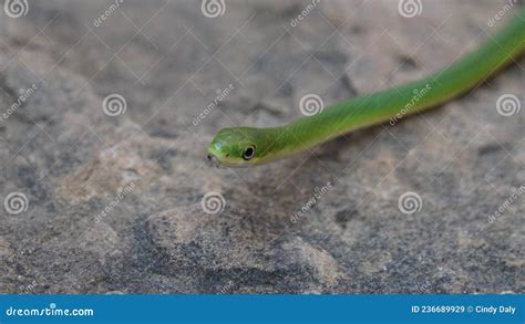 Uma Cobra Verde Suave No Texas Imagem De Stock Imagem De Verde