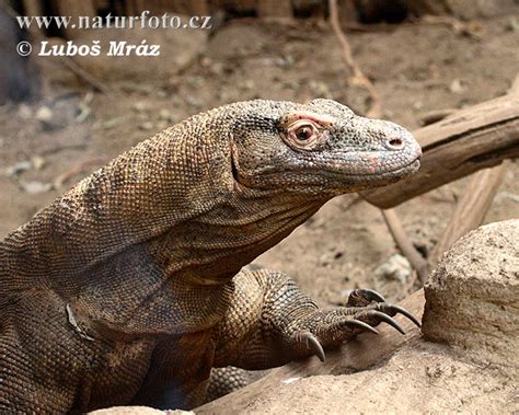 Waran Z Komodo Zdjęcia Obrazki