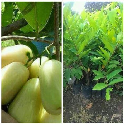 Jual Jual Bibit Tanaman Jambu Air Cincalo Hijau Di Lapak Sentra Tani