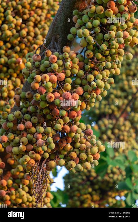 Clusters Of Ficus Racemosa Wild Figs Growing Directly From The Body Of