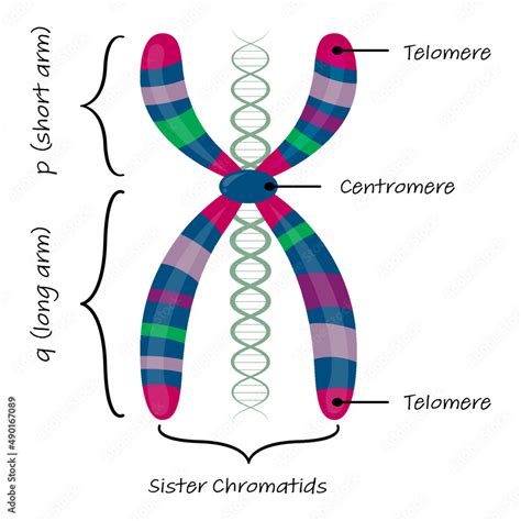 Diagram Of Autosome Chromosome Stock Vector Adobe Stock