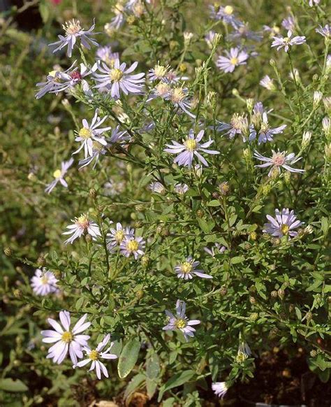 Schleier Aster Photograph Xl Bl Tenstauden Starkl Der Starke