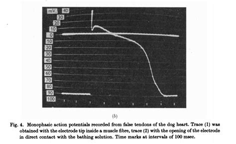 Normal Processes Of Cardiac Excitation And Electrical Activity