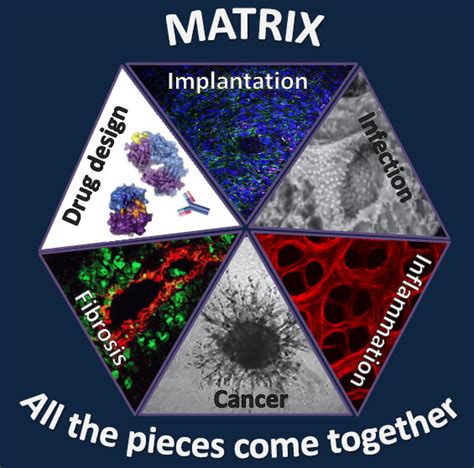 Matrix Biology Irit Sagi’s Lab