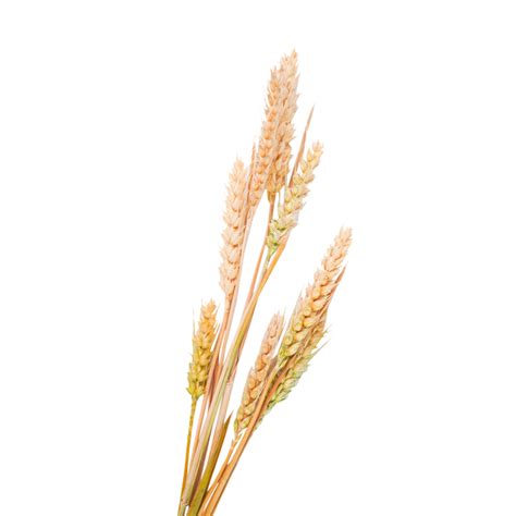 Ripe Wheat Wheat Ears Ripe Wheat Golden Wheat Wheat Ear Png