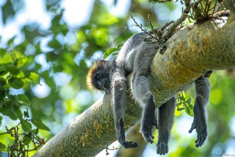 Tana River primates - on a broken wildlife highway - Africa Geographic