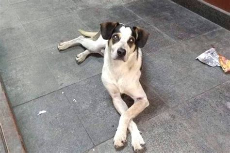 Vídeo do momento em que cão é espancado no Carrefour é divulgado