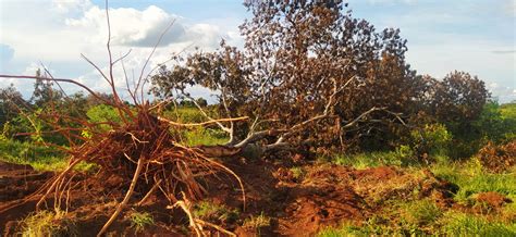 PMA de Batayporã autua sete infratores em R 86 mil por derrubada de