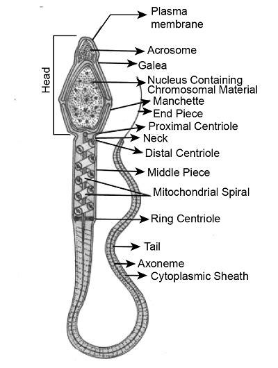 Draw A Labelled Diagram Of Sperm