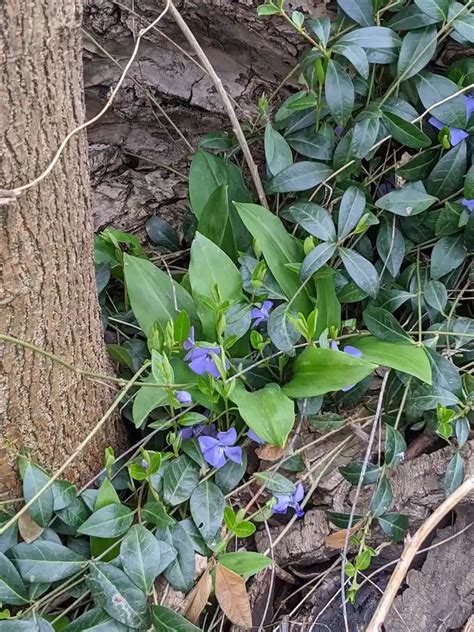 Bodendecker unter Hecke Schützen Sie Ihre Beete vor Unkraut