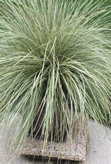 Platinum Beauty Lomandra Plant Development Services Inc 2x3