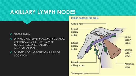 Solution Axillary Lymph Nodes Studypool