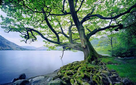 11 Oak Tree HD Wallpapers | Background Images - Wallpaper Abyss