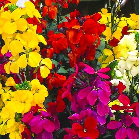 wallflower | Arnold Zwicky's Blog